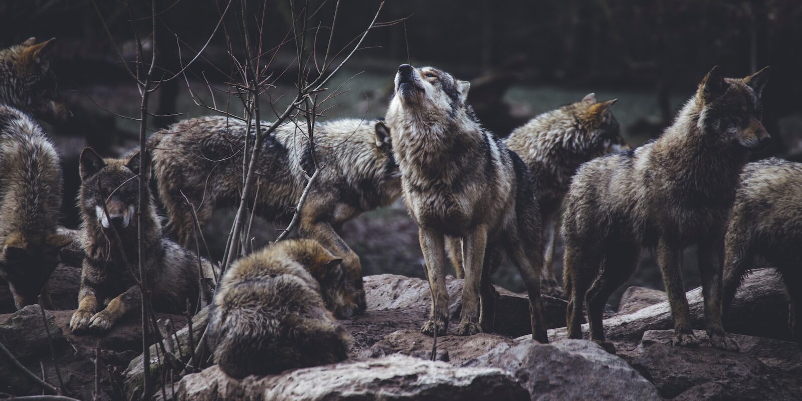 Wolf Hunting Reflects Badly on Real Hunters